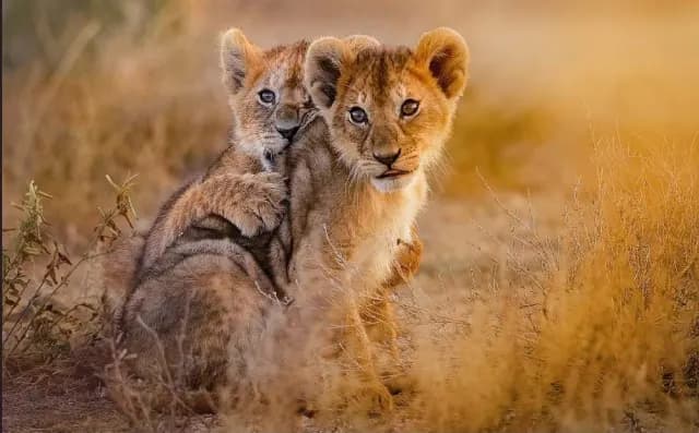 1-Day Ngorongoro Crater Exclusive Wildlife Day Trip