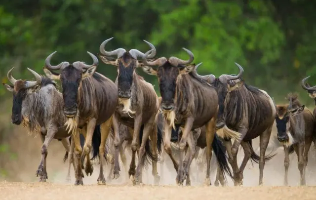 4-Day Tarangire, Ngorongoro & Calving Season in Ndutu
