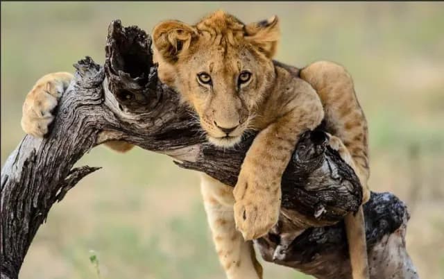 7-Day wildebeest migration exclusive wildlife experience