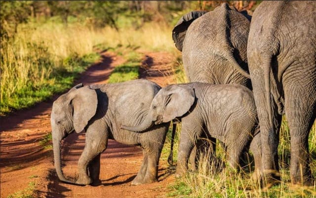 5-Day Romantic Tanzania Luxury Safari Escape