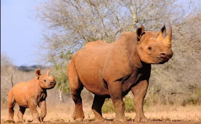 6-Day Highlights of Tanzania Mid-Range Safari