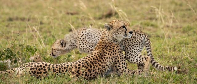 5-Day Northern Tanzania Safari