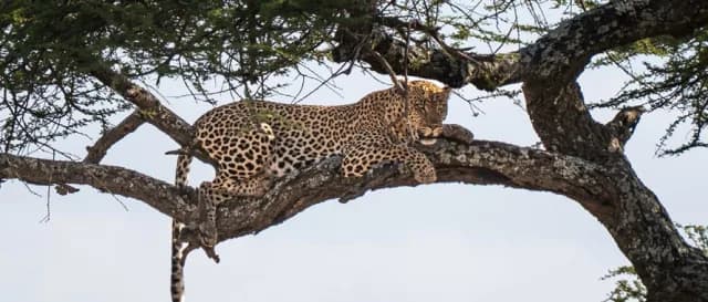 8-Day Unforgettable Safari