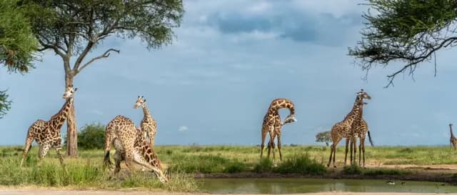 10-Day 10 Days Great Migration Elite