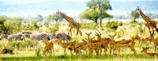 4-Day Mikumi Safari Adventure