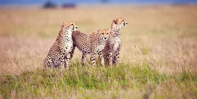3-Day Tarangire & Ndutu Migration Safari