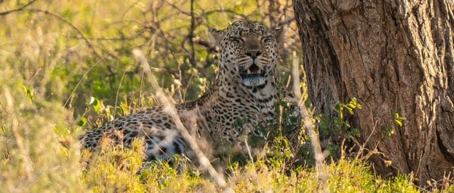 7-Day Ndutu Calving Season Safari