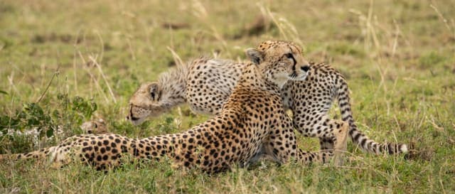 12-Day Great Calving Expedition