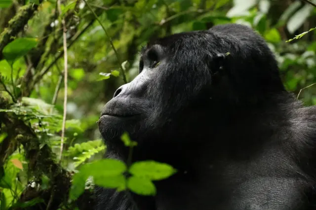 6-Day Uganda Gorilla Safari