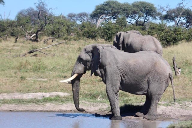 4-Day Botswana Moremi & Xini Lagoon Safari