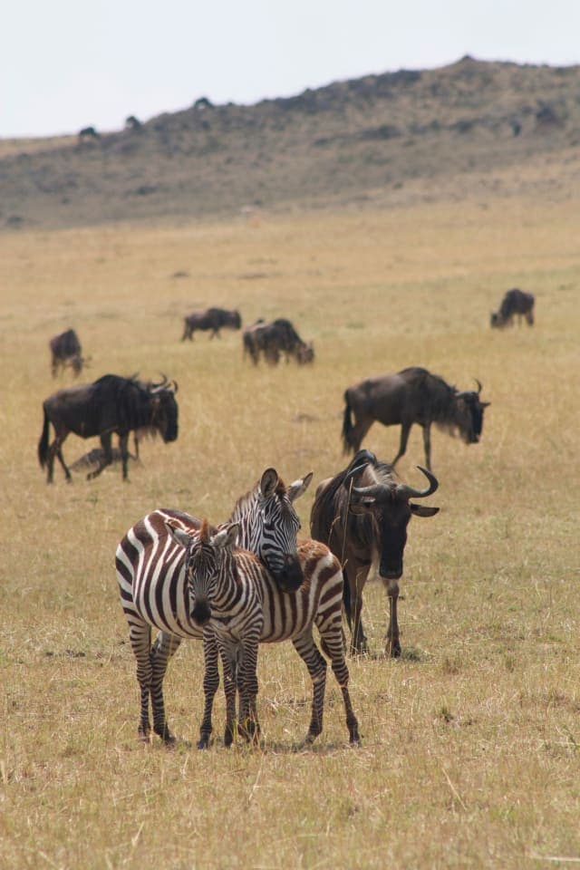 3-Day Maasai Mara midrange safari in Kenya