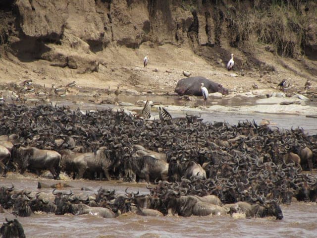 3-Day Masai Mara Wildebeest Migration in Kenya