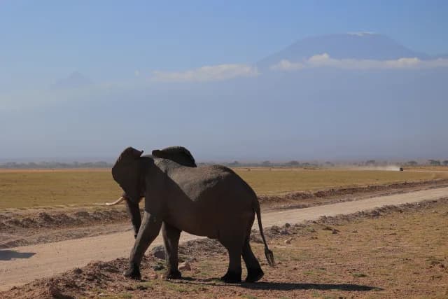 3-Day Amboseli Safari Kilimanjaro & Wildlife in Kenya