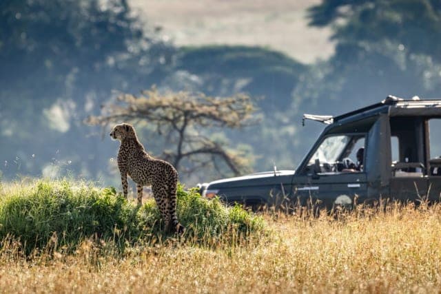 4-Day Masai Mara and Lake Nakuru in Kenya
