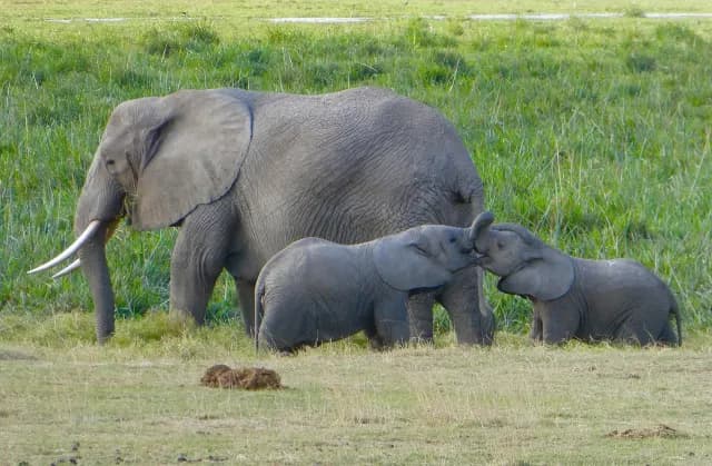 3-Day Kenya Amboseli Budget Experience