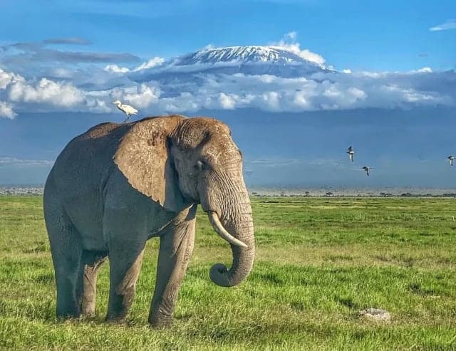 5-Day Kenya Safari: Nakuru, Naivasha & Amboseli