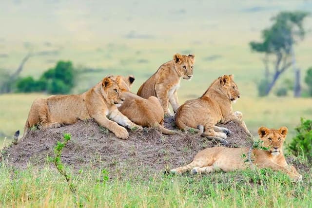 5-Day Best Tanzania Safari, Tarangire, Serengeti NP & Ngorongoro