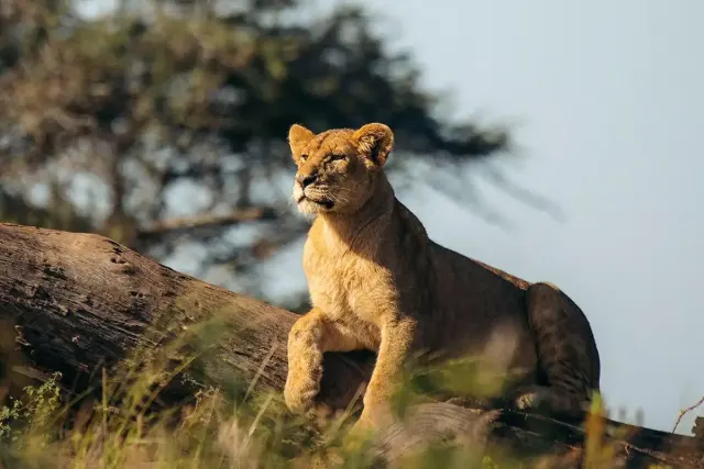 3-Day Tarangire, Ngorongoro and Manyara