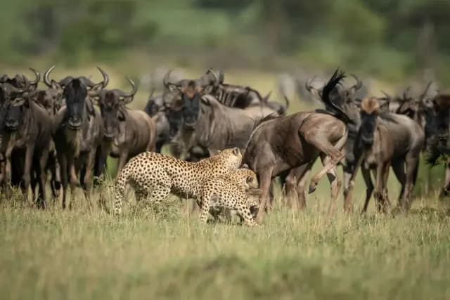 3-Day Calving Migration, Southern Serengeti & Ngorongoro
