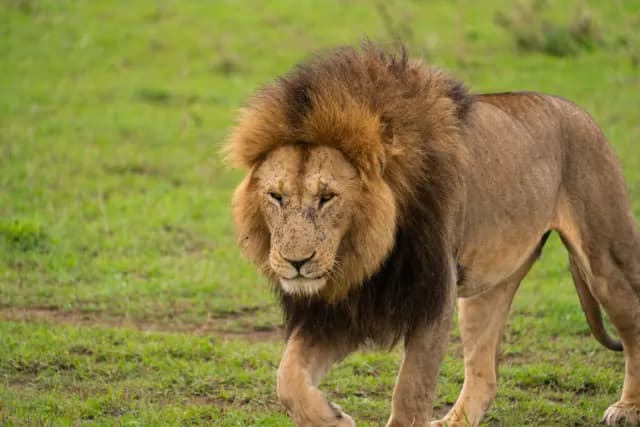 5-Day Witness Great Migration Safari