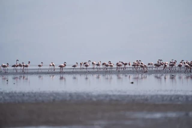 6-Day Affordable Beach to Bush Migration Safari