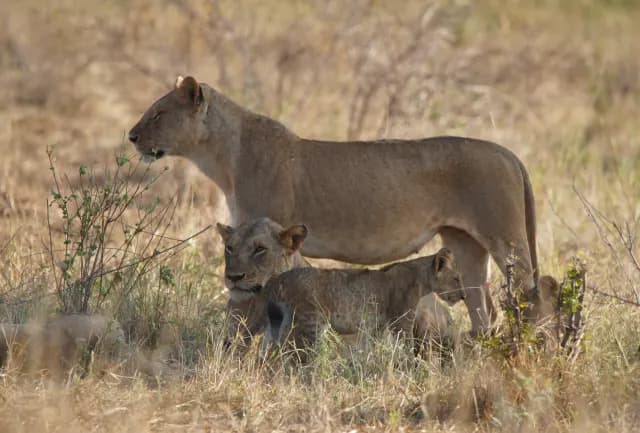 5-Day Ultimate Kenya Safari ; Maasai Mara, Nakuru & Naivasha