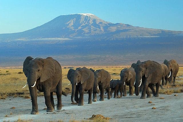 7-Day Kenya Tsavo and Amboseli Safari