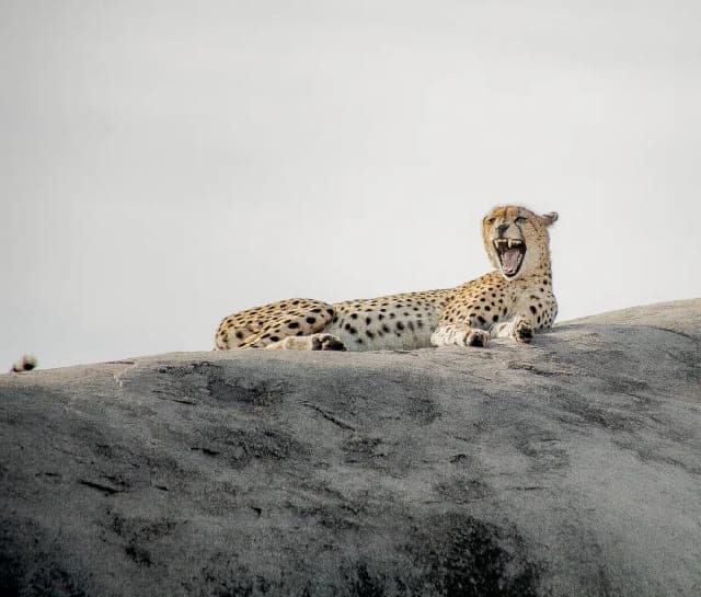 4-Day Fly-In Safari from Serengeti in Tanzania