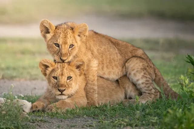 4-Day Tanzania Serengeti Migration Safari