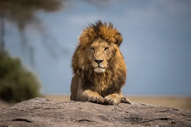 6-Day Tanzania Ngorongoro and Serengeti Safari