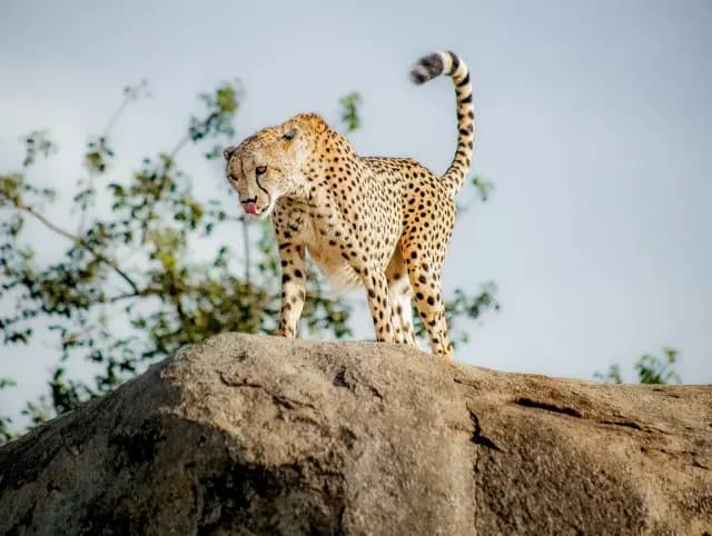 6-Day Tanzania Ndutu Great Migration Safari