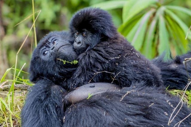 5-Day Rwanda Gorilla, Chimpanzee and Game Safari