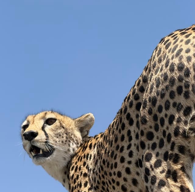 4-Day Taste of Tanzania Safari Honeymoon