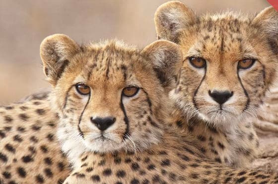4-Day Private Camping Safari