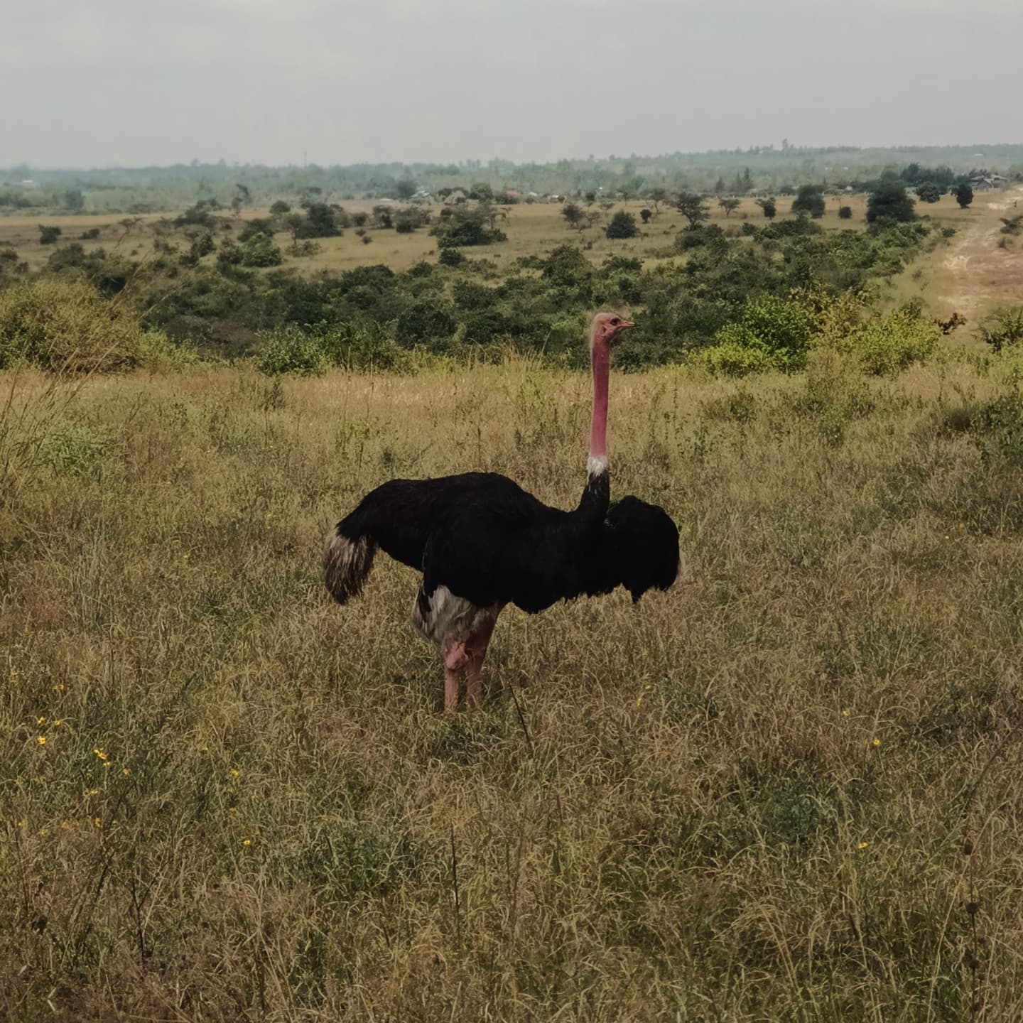 4-Day Mara Fly in Fly out with Balloon Safari Adventure