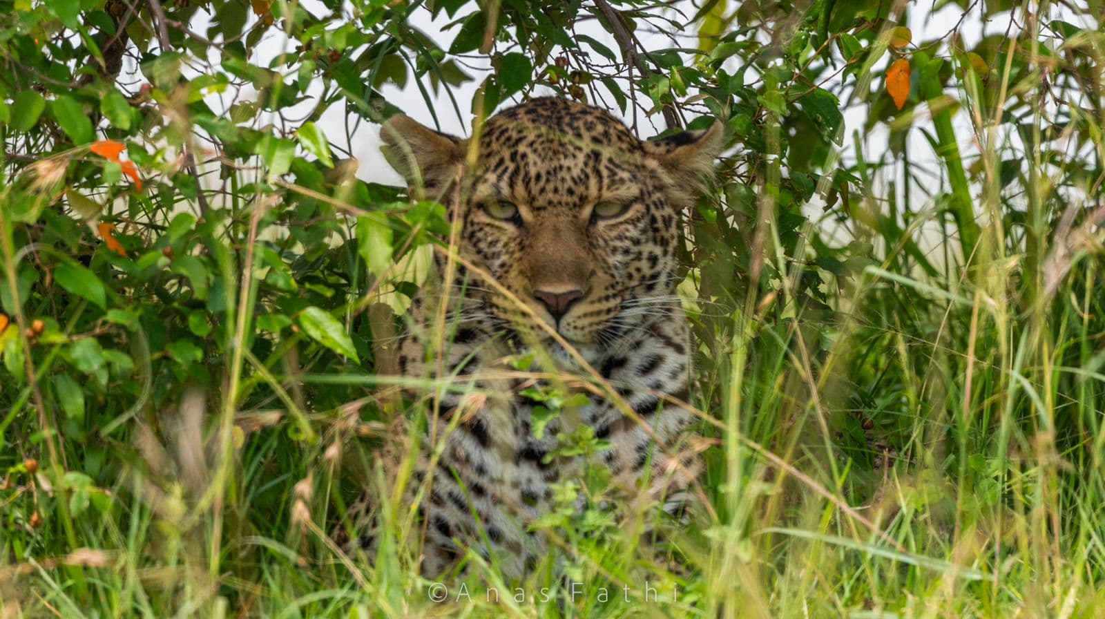 5-Day Amboseli , Lake Nakuru, Masai Mara Mid-Range Tour