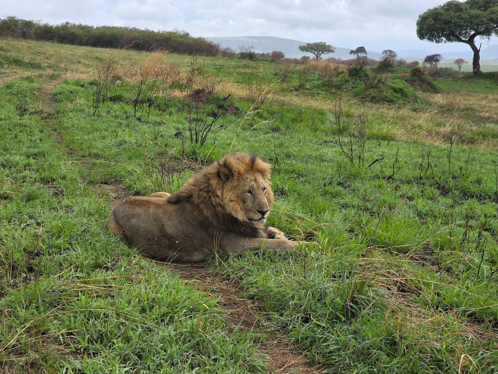 4-Day Lake Nakuru to Masai Mara Safari