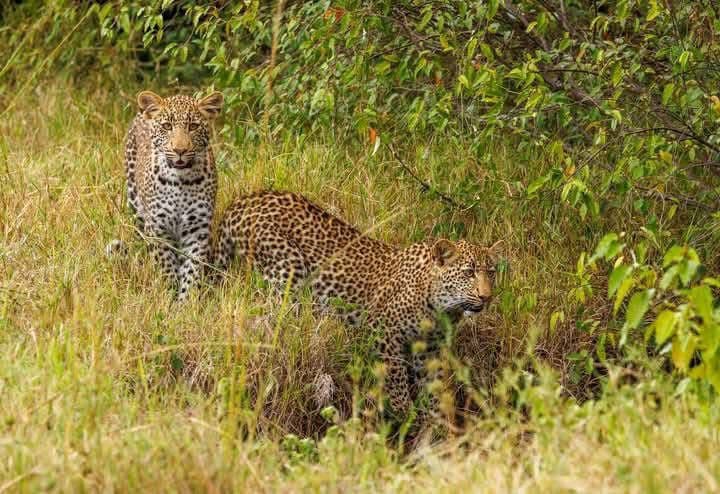 7-Day Exploring Amboseli, Nakuru, Maasai Mara, Naivasha