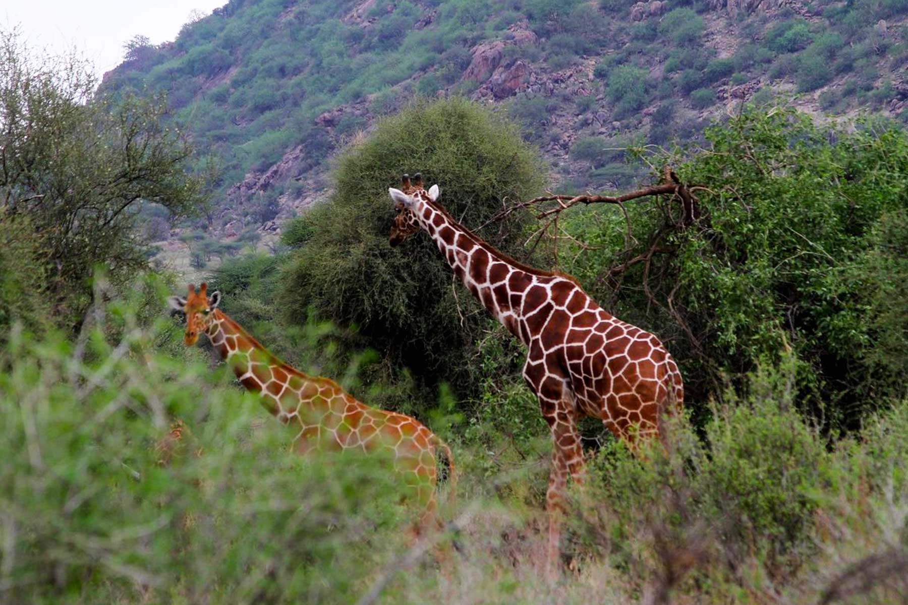 7-Day Exploring Amboseli, Nakuru, Maasai Mara, Naivasha