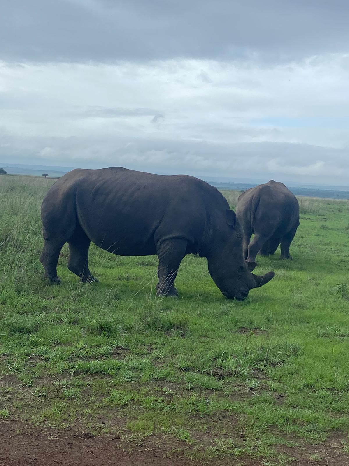 1-Day Ol Pejeta Conservancy Day Trip