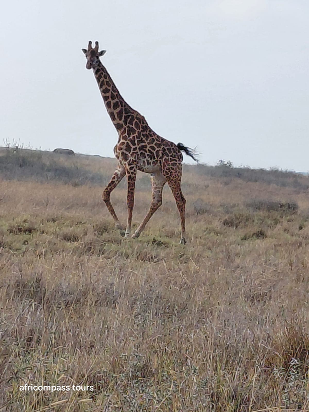 7-Day Tarangire/Ngorongoro/Serengeti/Manyara Road Safari