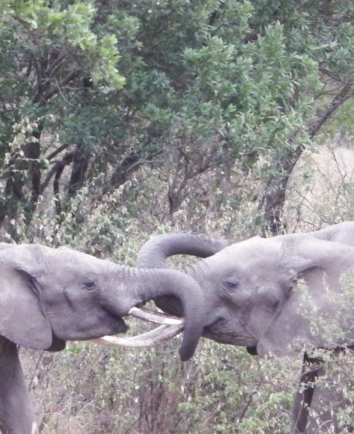 6-Day Ngorongoro/Serengeti/Manyara Road Safari