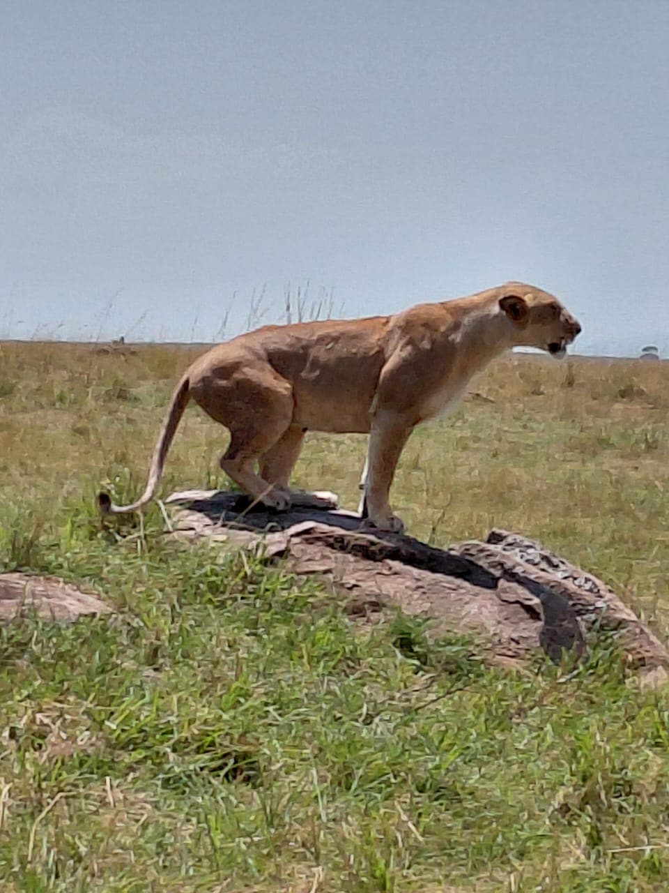 3-Day Ruaha National Park Flying Safari