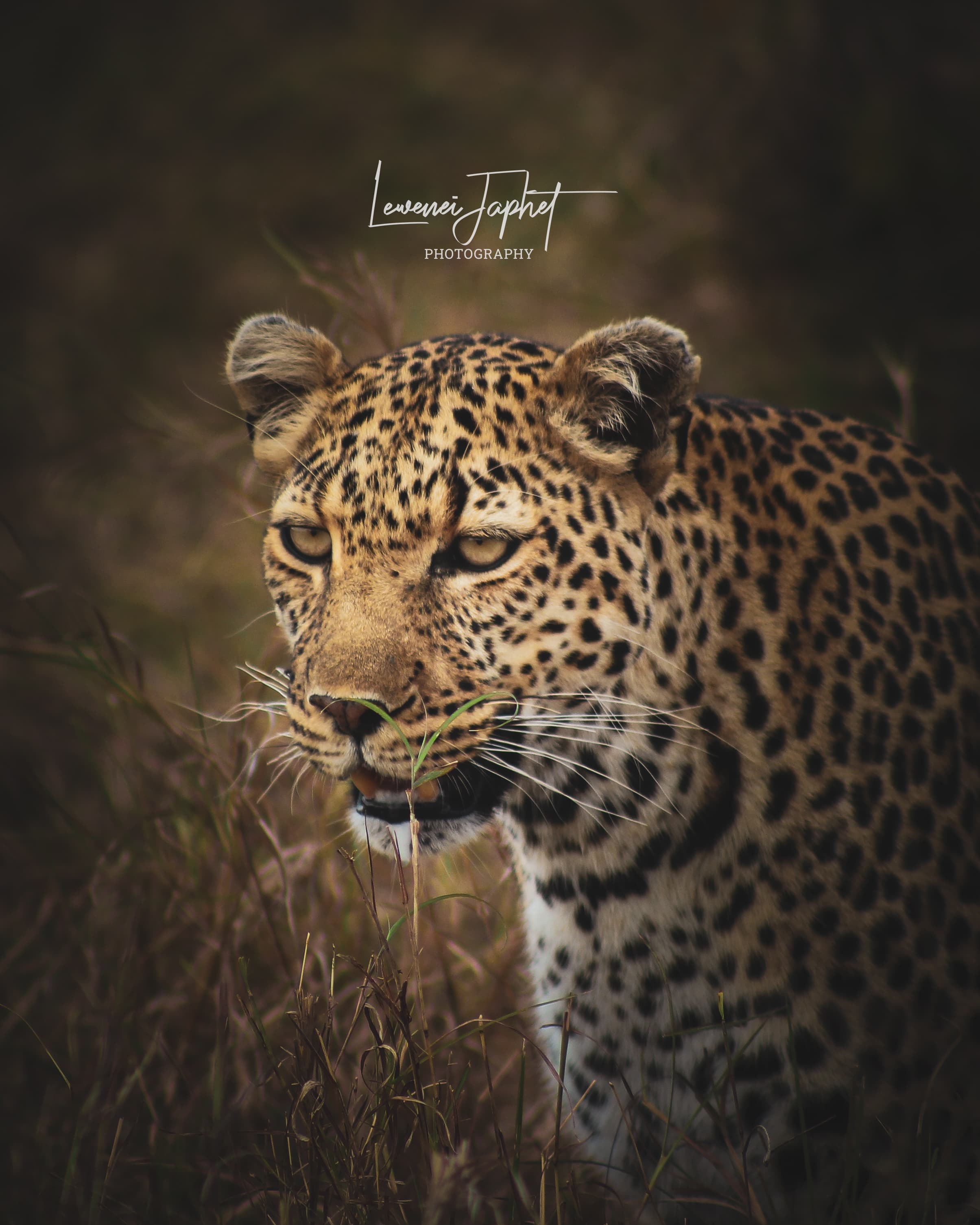 3-Day Maasai Mara Safari