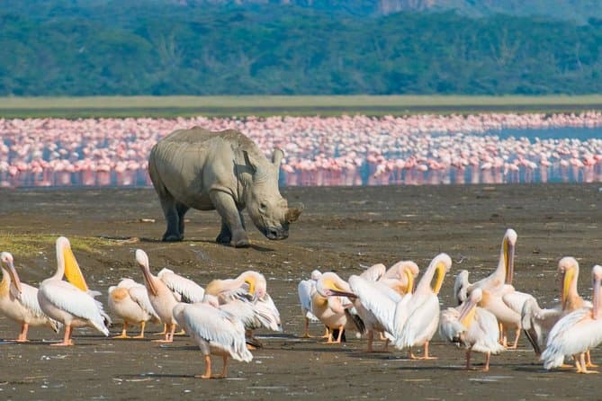 4-Day Mara Plains & Naivasha Lakeside Budget Adventure