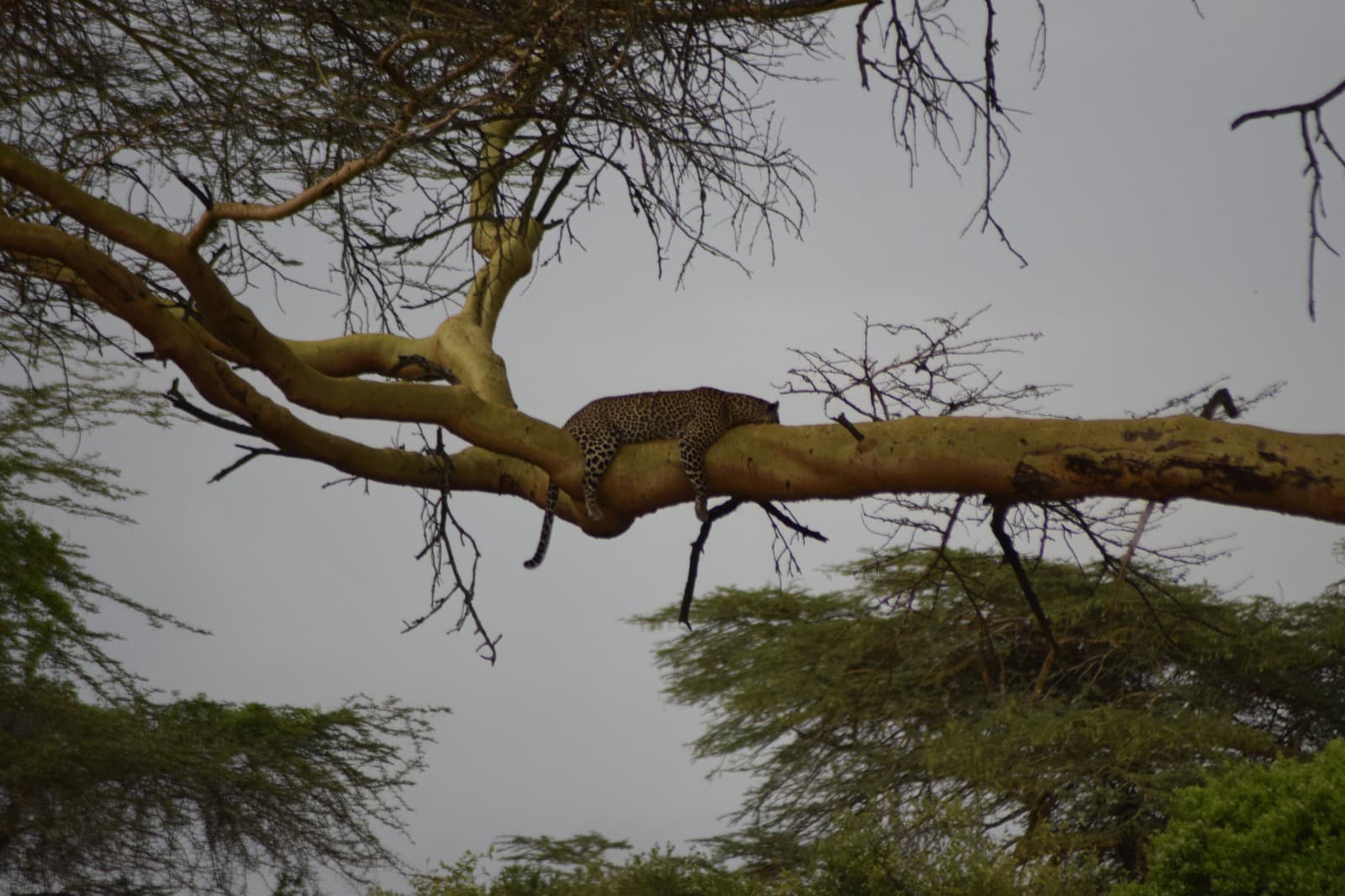 3-Day Maasai Mara NR Wildlife Escape