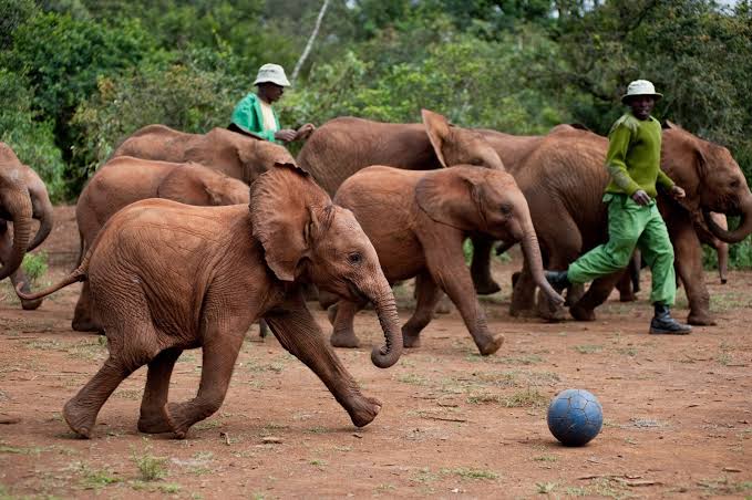 1-Day Nairobi N P & Sheldrick wildlife Orphanage