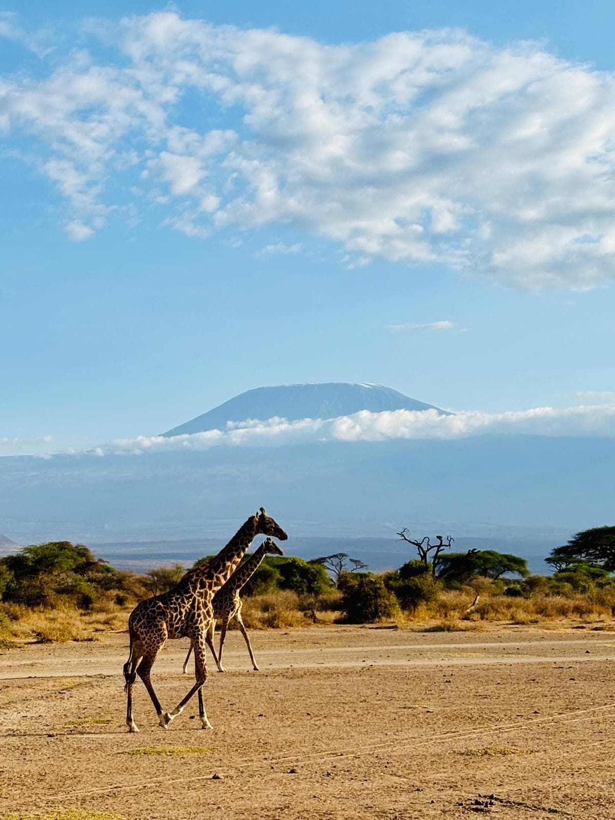 3-Day AMBOSELI BUDGET SAFARI