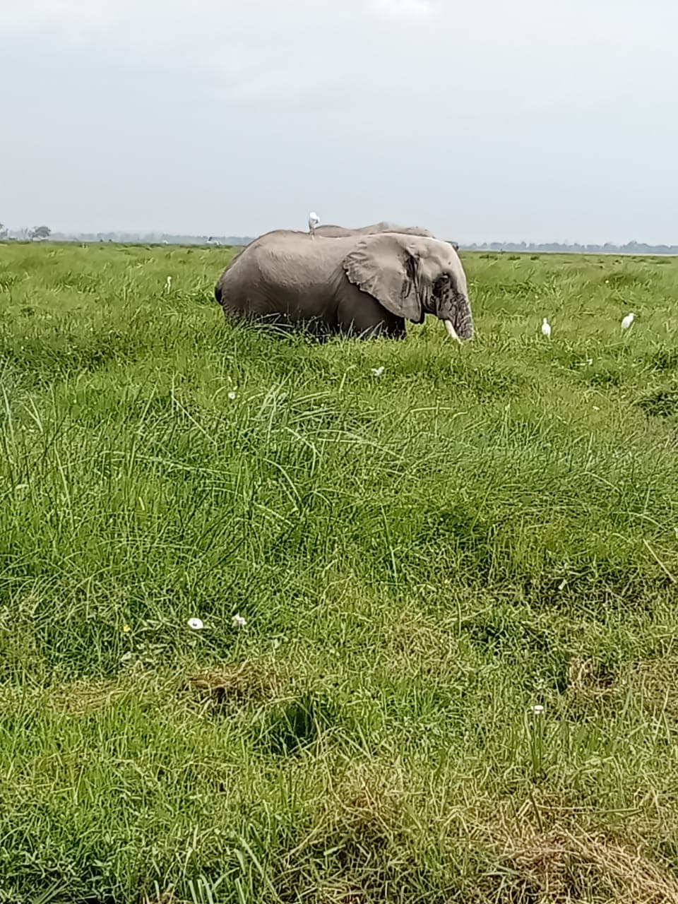 6-Day Masai Mara, Lake Nakuru And Amboseli Private Safari