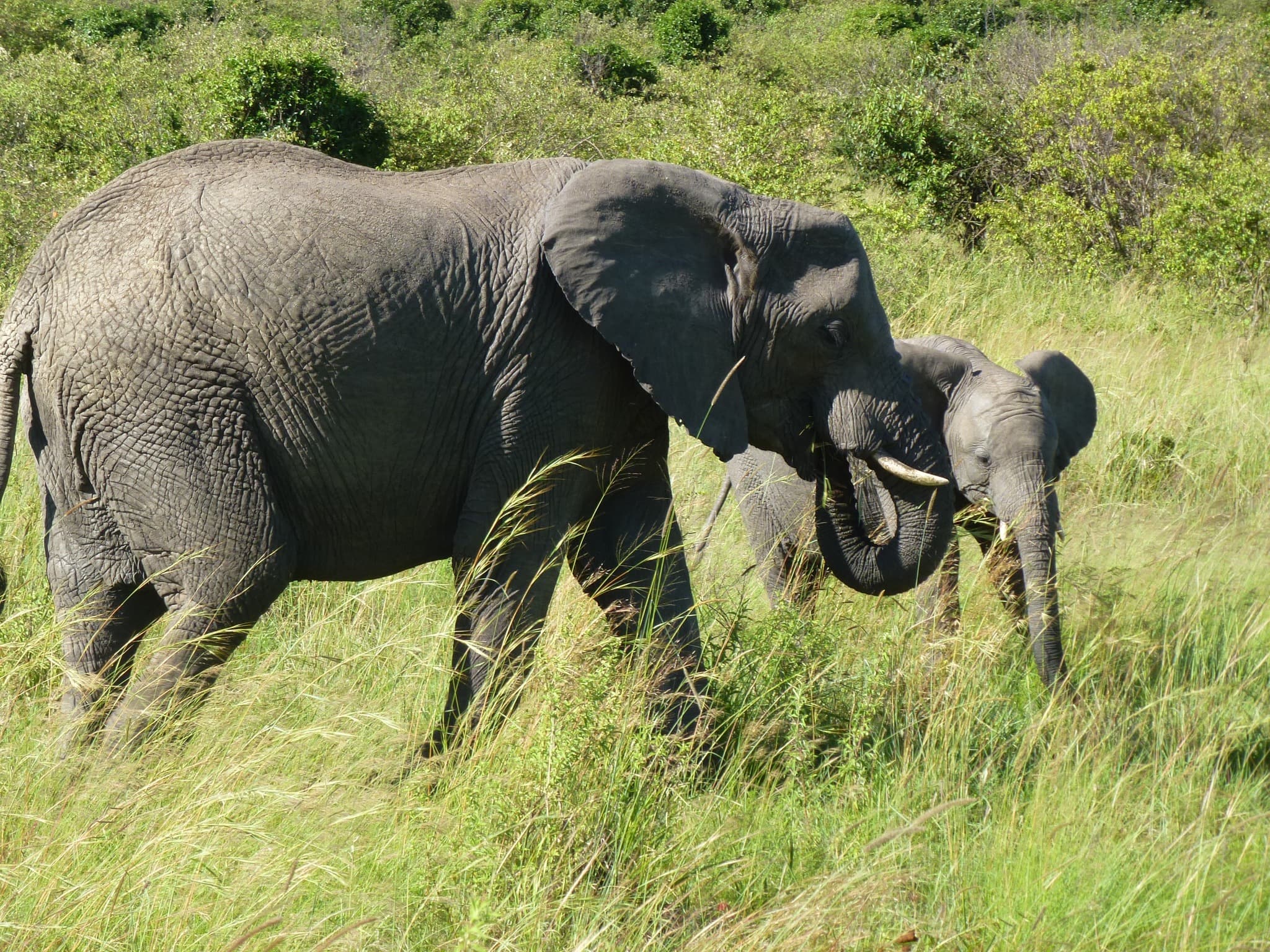 7-Day Best budget safari tour Masai Mara, Lake Nakuru, Lake Naivasha and Amboseli